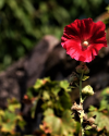 Einsame Stockrose  im Schlossgarten